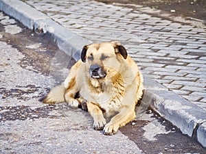 homeless dog on the street. color nature