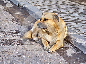 homeless dog on the street. color nature