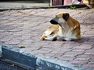 homeless dog on the street. color nature