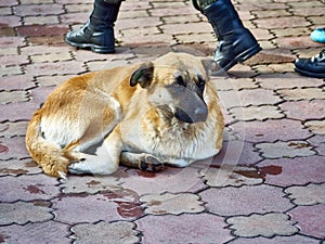 homeless dog on the street. color nature