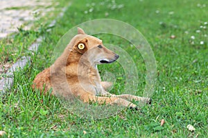 A homeless dog with a tag on his ear lies on the grass in the park and looks away