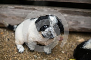 Homeless dog is waiting to its new owner and new home