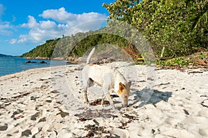 Homeless dog on a white sand beach