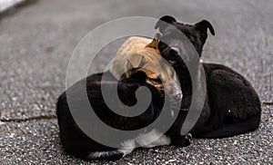 Homeless dogs bask in each other on the street from the cold