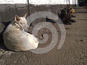 Homeless dogs bask in the sun