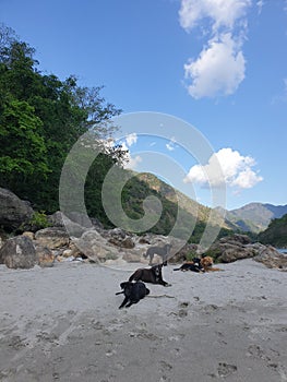 Homeless dogs at the beach in india