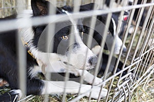 Homeless dogs in cages