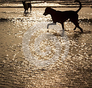 Homeless dogs catching crabs on the beach