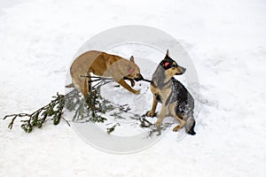 Homeless dogs with a chip in their ears play with a fir branch. Two sterilized vaccinated dogs red and black hair