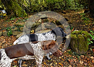 Homeless dogs kurtshaar in the forest in the mountains