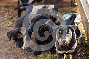 Homeless dogs, little puppy looks up at the camera