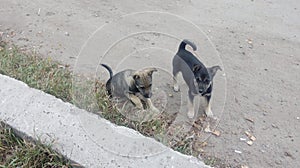 Homeless dogs. Pets. Dogs are walking on the street. The dog has lost its owner.