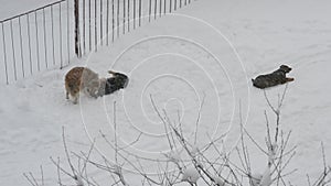 Homeless dogs playing in snow