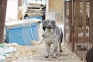 Homeless dogs in shelter sit in outdoor on chain