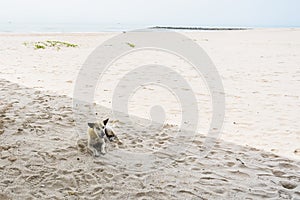Homeless dogs sleep on the beach