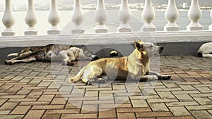 Homeless dogs sleeping and having a rest outdoors. Media. Poor brown dog suffering from fleas lying on paved sidewalk