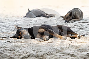 Homeless dogs are sleeping in the morning on sand beach sunny day