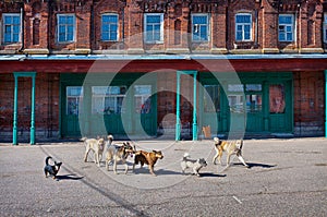 Homeless dogs. Small town. Russia.