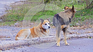 Homeless Dogs on the Street