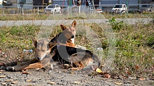 Homeless dogs on the street. The problem of homeless animals