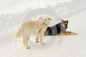 Homeless dogs on the street in winter. Chip on dogs ears, sterilization mark