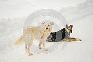 Homeless dogs on the street in winter with a yellow chip in their ears