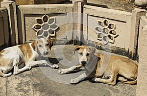Homeless dogs in the temple,New Delhi,India