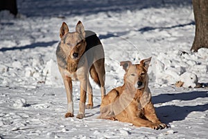 Homeless dogs on the white snow