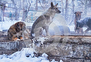 Homeless dogs in winter