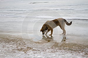 Homeless dogs in winter time