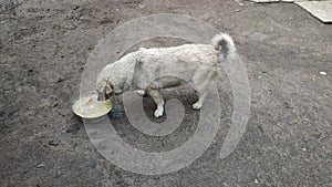 Homeless female grey dog eating food from bowl. Little street dog eats soup outside. Hungry abandoned animal laps up the