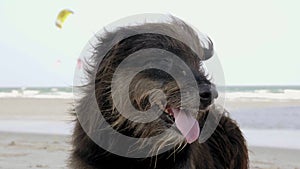 Homeless Fluffy Mongrel Dog Lying and Rest on the Beach with Open Mouth