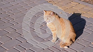 A Homeless Ginger Cat Sits on Paving Slabs, Basking in the Sun. Side View. Zoom