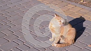 A Homeless Ginger Cat Sits on Paving Slabs, Basking in the Sun. Zoom. Close up