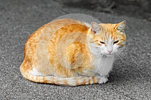Homeless ginger cat is sitting on the sidewalk.