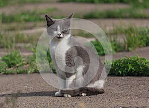 Homeless gray cat