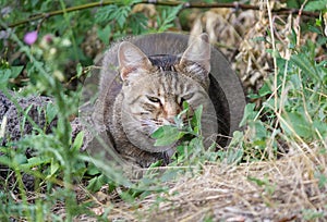 Homeless gray cat hiding in the grass