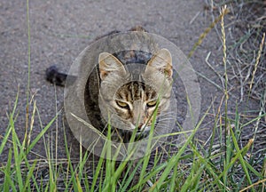 Homeless gray cat hiding in the grass