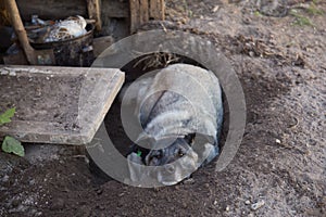 Homeless gray dog lies on the ground