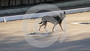 Homeless gray dog running down the city street