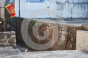 Homeless gray one-eyed cat sits on stone steps in Herceg Novi