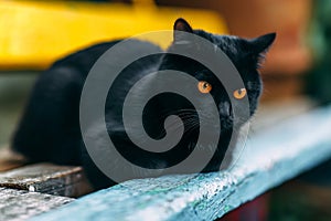 Homeless grimy black cat. A beautiful black cat with yellow eyes