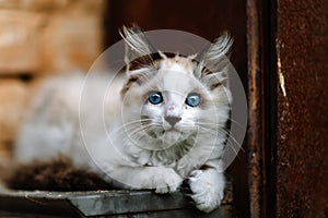 Homeless grimy little white kitten. A beautiful cat with blue eyes