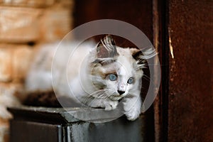 Homeless grimy little white kitten. A beautiful cat with blue eyes