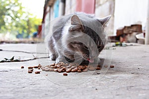 Homeless hungry cat eats food. Caring for animals
