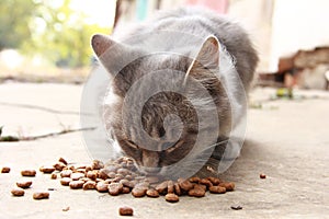 Homeless hungry cat eats food. Caring for animals