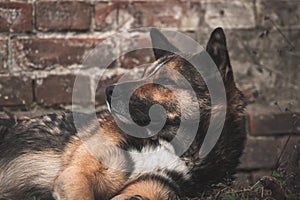 Homeless and hungry dog lying on the ground, unhappy and sad stray animals concept background photo