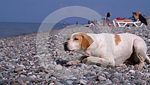 Homeless hungry dog preys on pigeons and lies on a stone shore of the sea. Wild, unhappy stray dog.