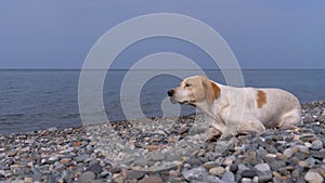 Homeless Hungry Dog Preys on Pigeons and Lies on a Stone Shore of the Sea. Wild, Unhappy Stray Dog.