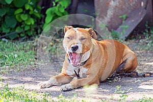 Homeless, hungry dog on the street